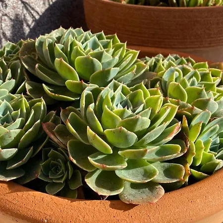Maris * تروغير